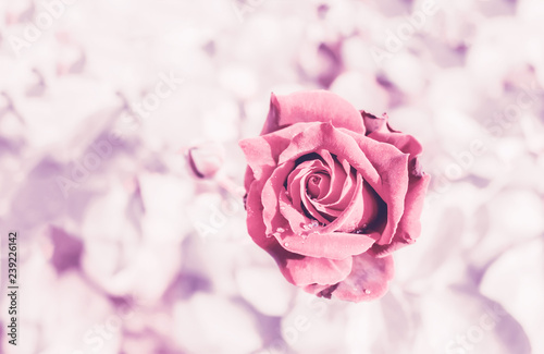 Delicate abstract background with pink rose