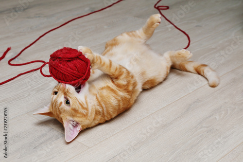 chaton tigré roux jouant avec une pelote de laine photo