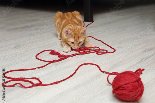 chaton tigré roux jouant avec une pelote de laine photo