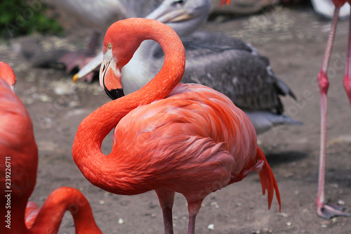 red pink flamingo standing on the ground