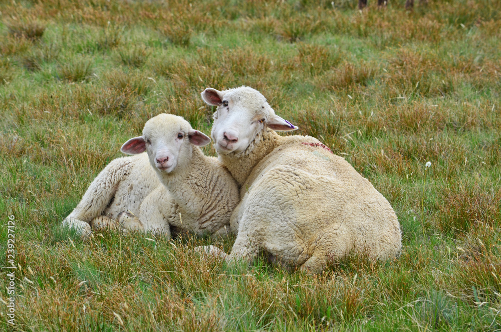 Obraz premium Sheep and Lamb