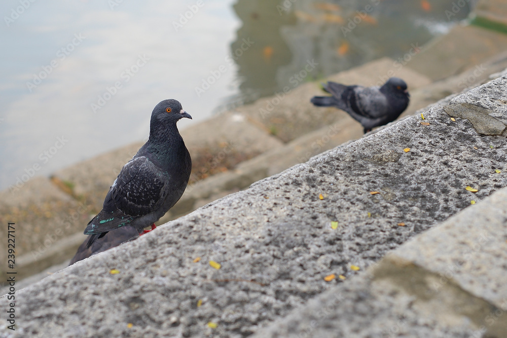Fototapeta premium two pigeons on the stairs
