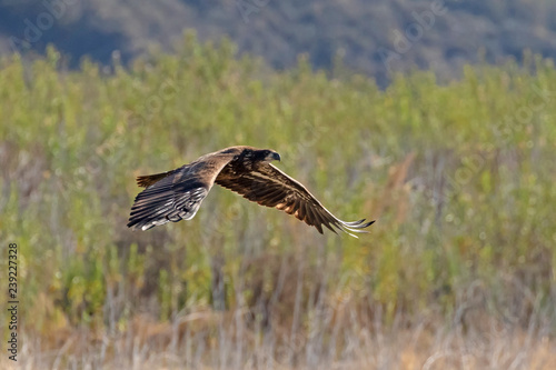 Bird juvenile bald eagle flying along California lake shore