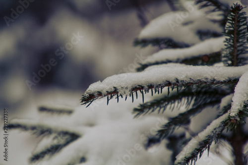 Saarland im Winter - Tanne im Schnee