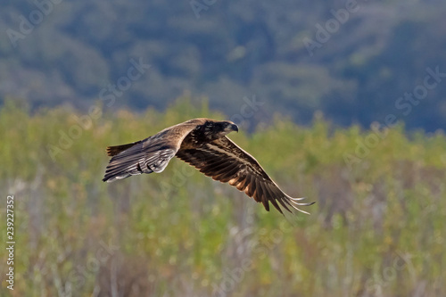 Bird juvenile bald eagle flying low along lake shore © kgrif
