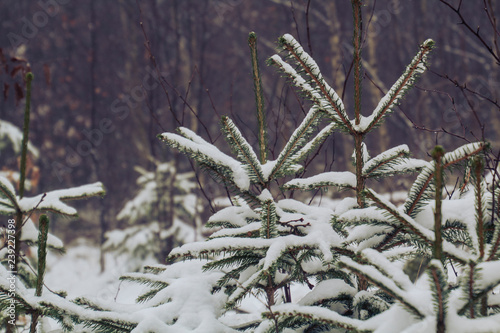 Saarland im Winter - Tanne im Schnee