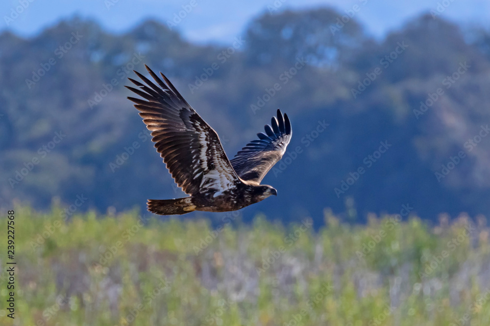 Bird juvenile bald eagle flying at a California lake shore Bird juvenile bald eagle flying at a California lake shore