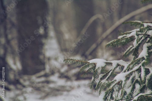 Saarland im Winter - Tanne im Schnee