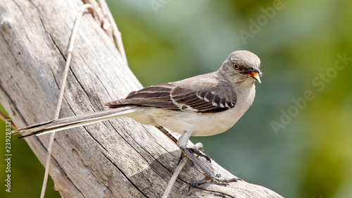 Mocking Bird
