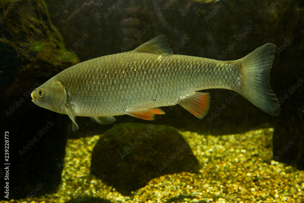European Chub (Squalius cephalus). European Chub (Squalius cephalus).