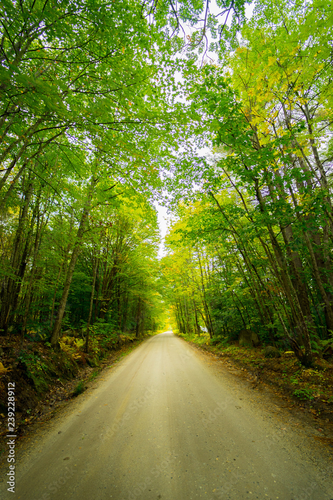 Fototapeta premium Quiet Road - Portrait