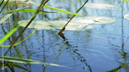 Whirligig beetles swimming in circles on water surface