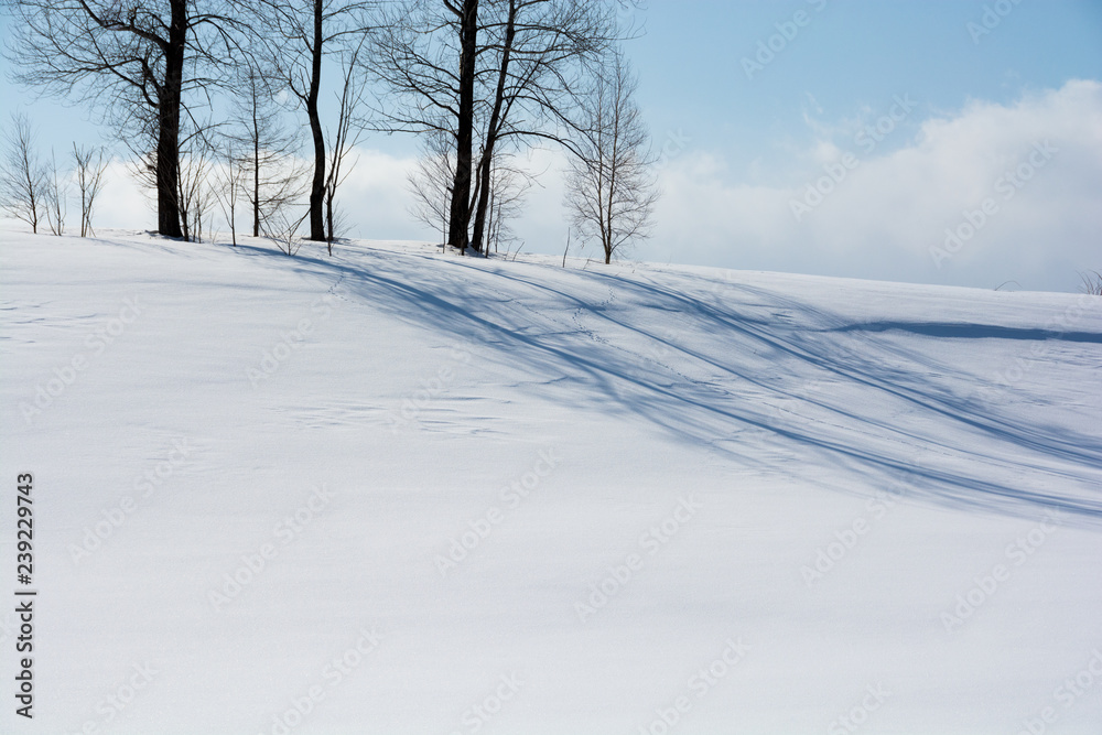 雪原に伸びる冬木立の影　美瑛町