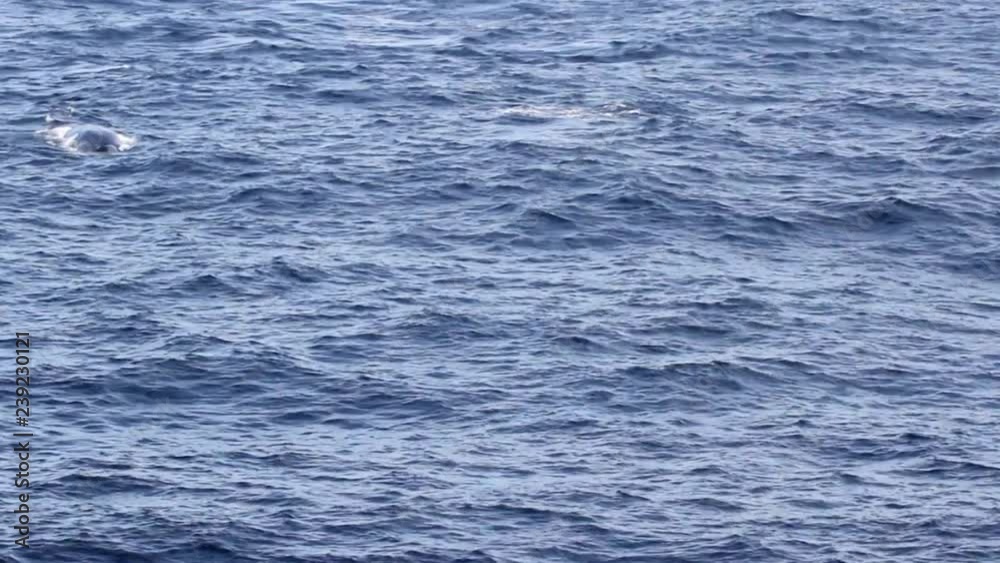Humpback Whale blowhole spray in the ocean Humpback Whale blowhole spray in the ocean