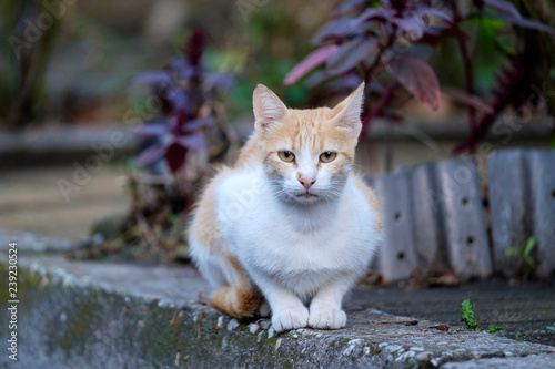 Portrait of a white-red cat on the sidewalk 4