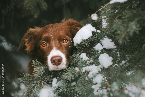 Грустная собака среди веток ели в снегу