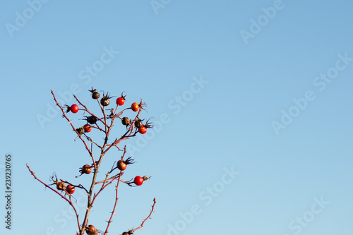 Rose hip berries against blue sky