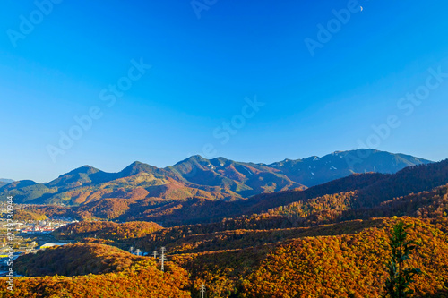 Mountains covered with orange trees bird's eye view 1