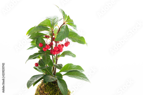 やぶこうじ 苔玉