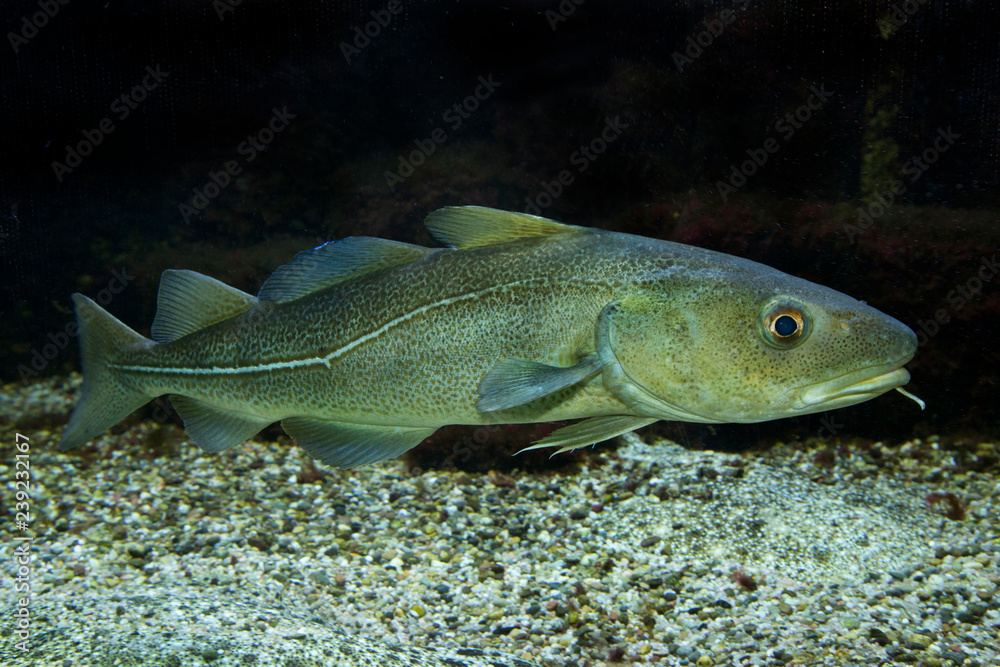 Fototapeta premium Atlantic cod (Gadus morhua).