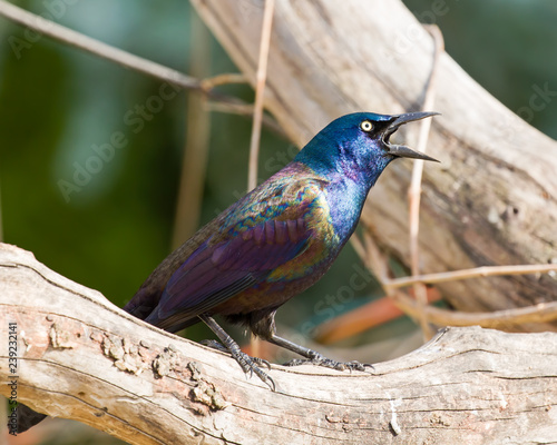 Common Grackle photo