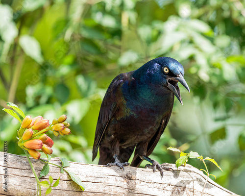 Common Grackle