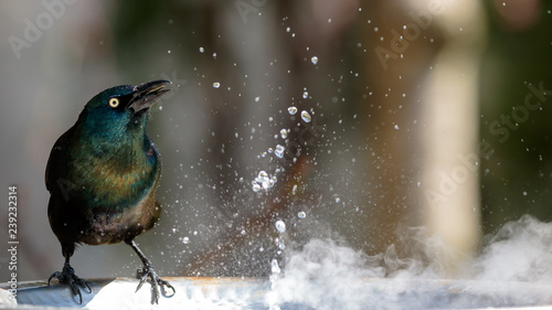 Common Grackle photo