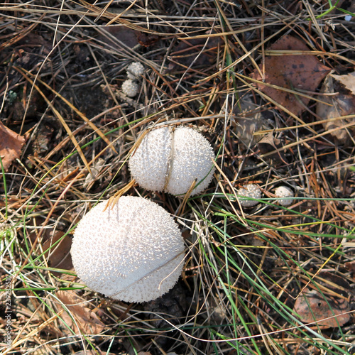 Pestle-shaped Puffball fungus or Handkea excipuliformis (syn. Lycoperdon excipuliforme) in forest. October, Belarus photo