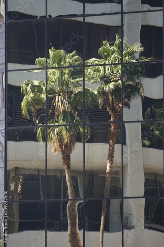Palm trees reflecting in building glass