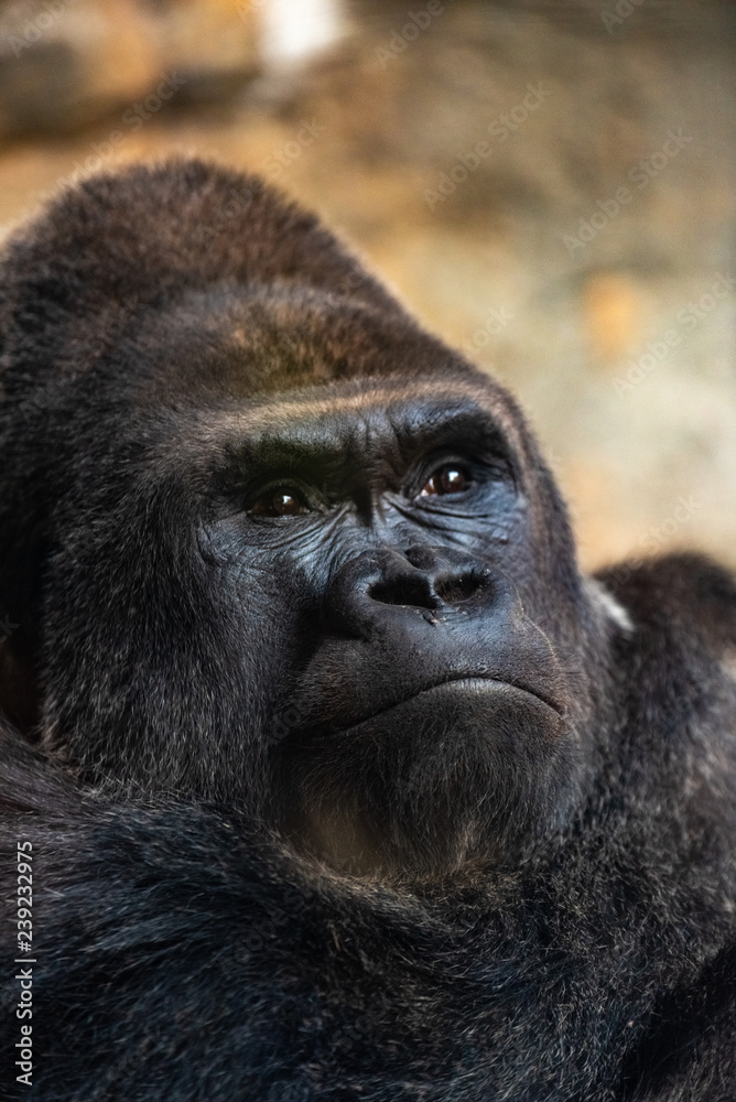 Fototapeta premium Portrait of a powerful gorilla with expressive eyes.