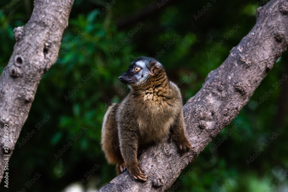 Lemur mongoose, Eulemur mongoz Lemuridae, resting on a branch in a jungle. Lemur mongoose, Eulemur mongoz Lemuridae, resting on a branch in a jungle.