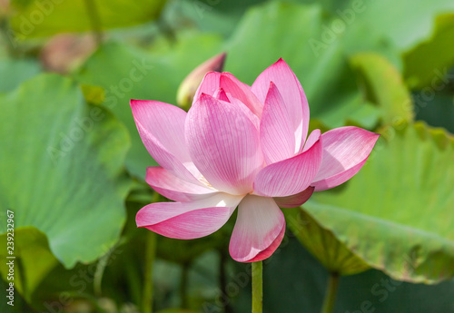 Close up pink lotus flower or Sacred lotus flower   Nelumbo nucifera   with green leaves blooming in lake on sunny day