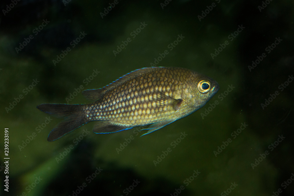 Damselfish, Mediterranean chromis (Chromis chromis). Damselfish, Mediterranean chromis (Chromis chromis).