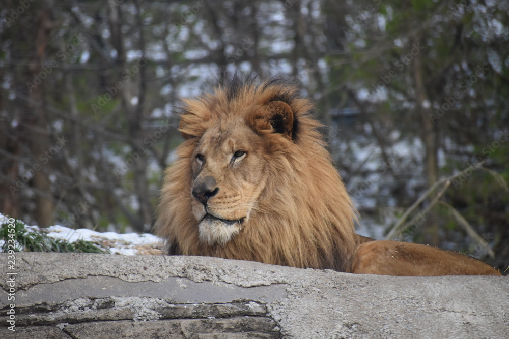 Naklejka premium Animals and birds