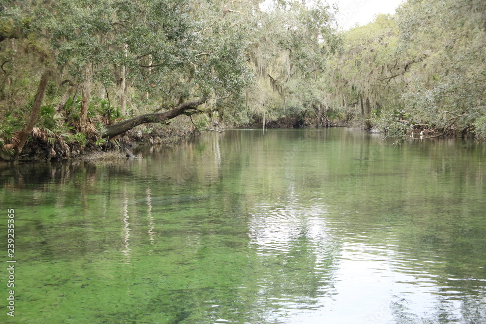 Manatee at Blue Springs State Park Manatee at Blue Springs State Park