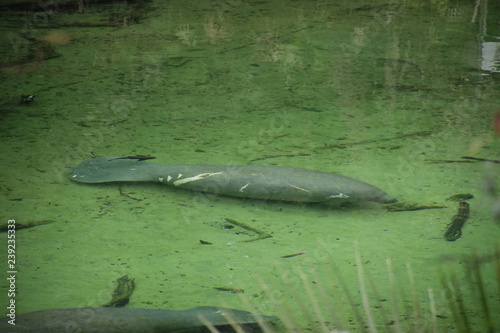 Manatee at Blue Springs State Park