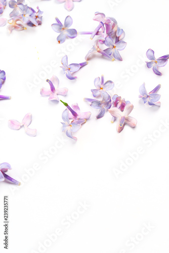 Spring flowers. Purple Lilac flowers blossom petals on white background. Top view, flat lay, copy space