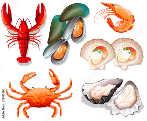 Set of seafood on white background