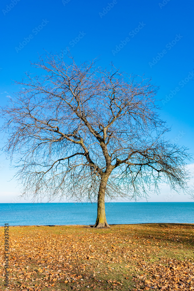 Single Bare Tree along the Shore of Lake Michigan in Chicago Single Bare Tree along the Shore of Lake Michigan in Chicago