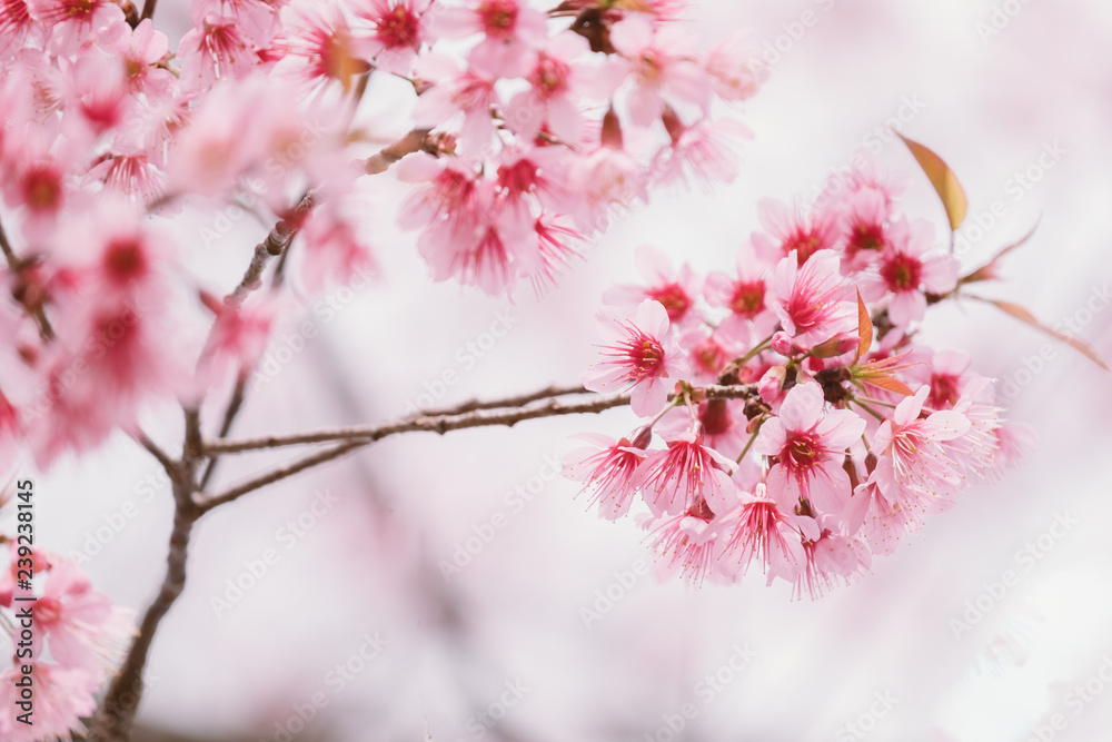 Wild Himalayan Cherry with blue sky and cloud background. Thai sakura blooming during winter in khun wang, Chaing mai, Thailand