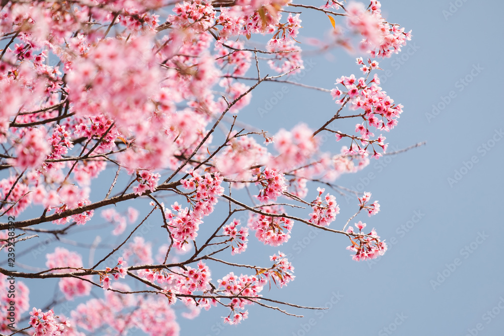 Wild Himalayan Cherry with blue sky and cloud background. Thai sakura blooming during winter in khun wang, Chaing mai, Thailand Wild Himalayan Cherry with blue sky and cloud background. Thai sakura blooming during winter in khun wang, Chaing mai, Thailand