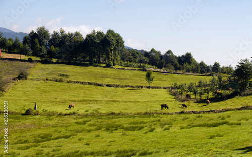 View of a traditional woman, cows, trees and grass field at high plateau reflecting culture. The image is captured in Trabzon/Rize area of Black Sea region located at northeast of Turkey. photo