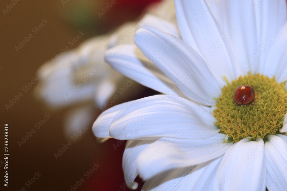 Fototapeta premium Ladybug closeup