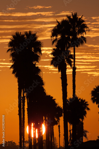 Iconic California sunset with Palm Trees over Mission Bay San Diego