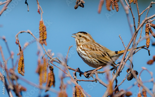 The song sparrow (Melospiza melodia) is a medium-sized American sparrow.  This one sings happily and endlessly on a warm, early spring day. photo