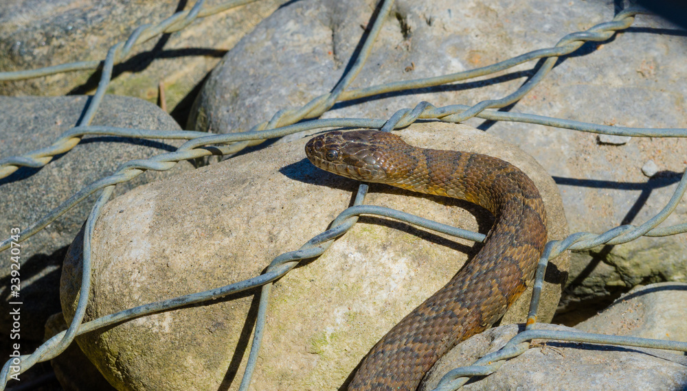 Northern Water Snake (Nerodia Sipedon) Large, Nonvenomous, Common Snake ...