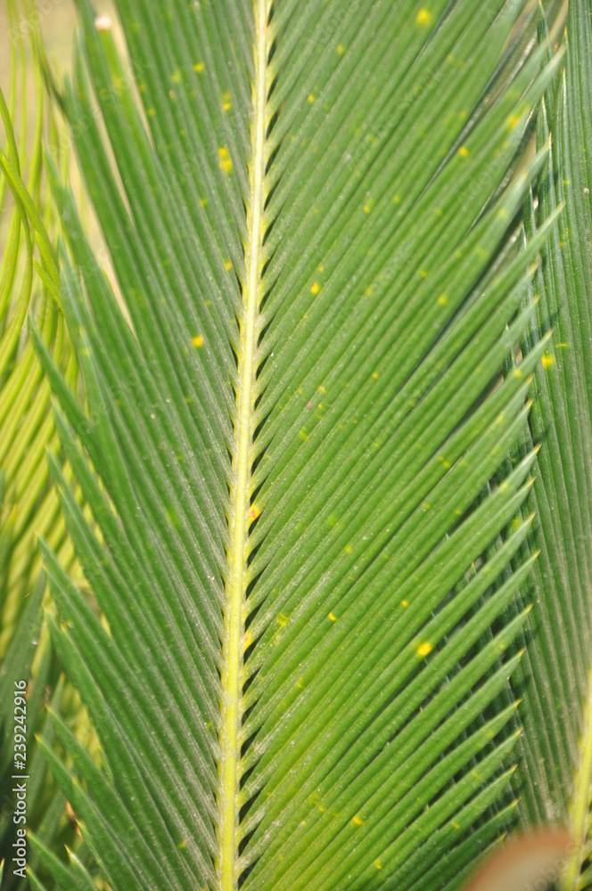 close up new leaf of cycas close up new leaf of cycas