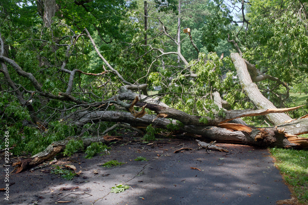Huge Oak Tree Topples Across a Narrow Road