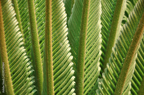 close up new leaf of cycas 