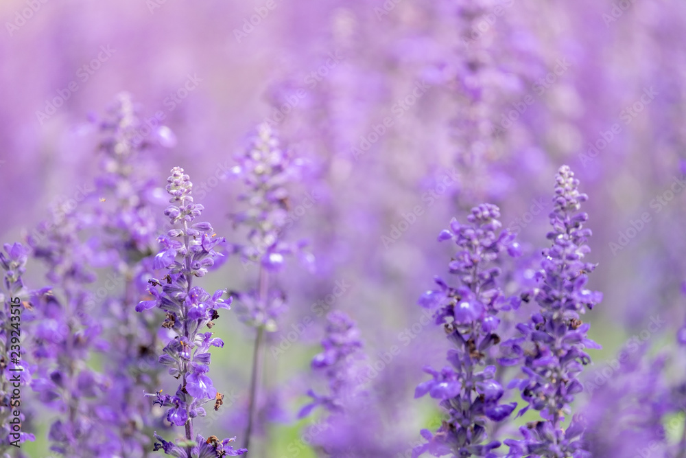 lavender flower. flower garden. Soft focus lavender flower. flower garden. Soft focus